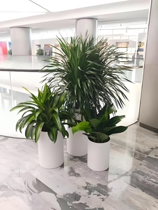 宁波慈溪花木租赁><div class=